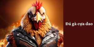 Giới thiệu lĩnh vực đá gà cựa dao tại kuwin