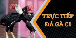 Trực tiếp đá gà C1 và thông tin cơ bản