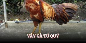 Vảy gà Tứ Quý