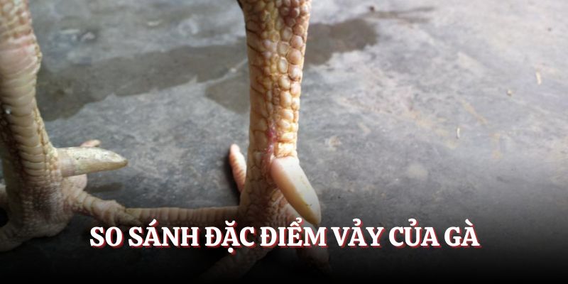 So sánh đặc điểm vảy của gà