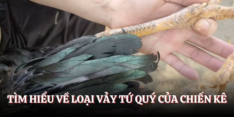 Tìm hiểu về loại vảy Tứ Quý của chiến kê